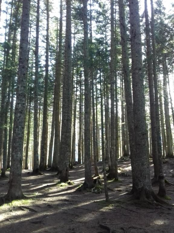 Апартаменты Apartment Home Popovic Жабляк-67