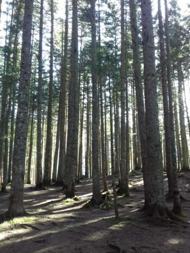 Апартаменты Apartment Home Popovic Жабляк-66